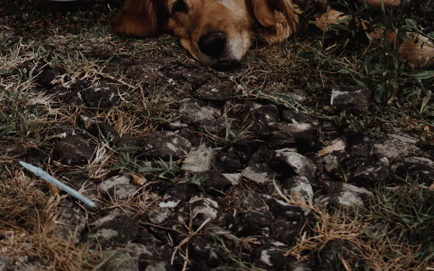 Golden retriever deitado no chão com ar abatido