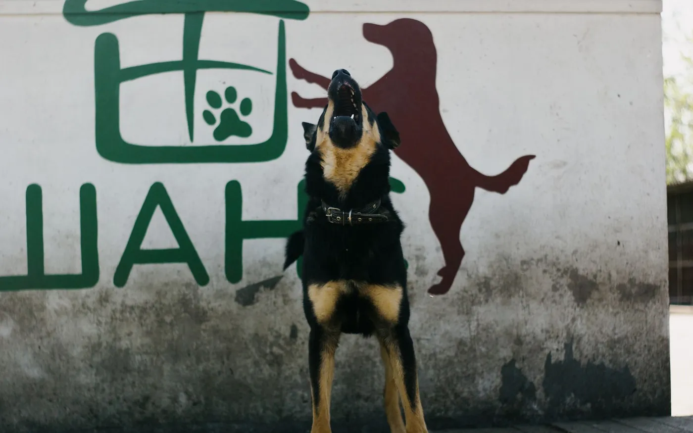Cachorro preto e marrom latindo em frente a um muro colorido