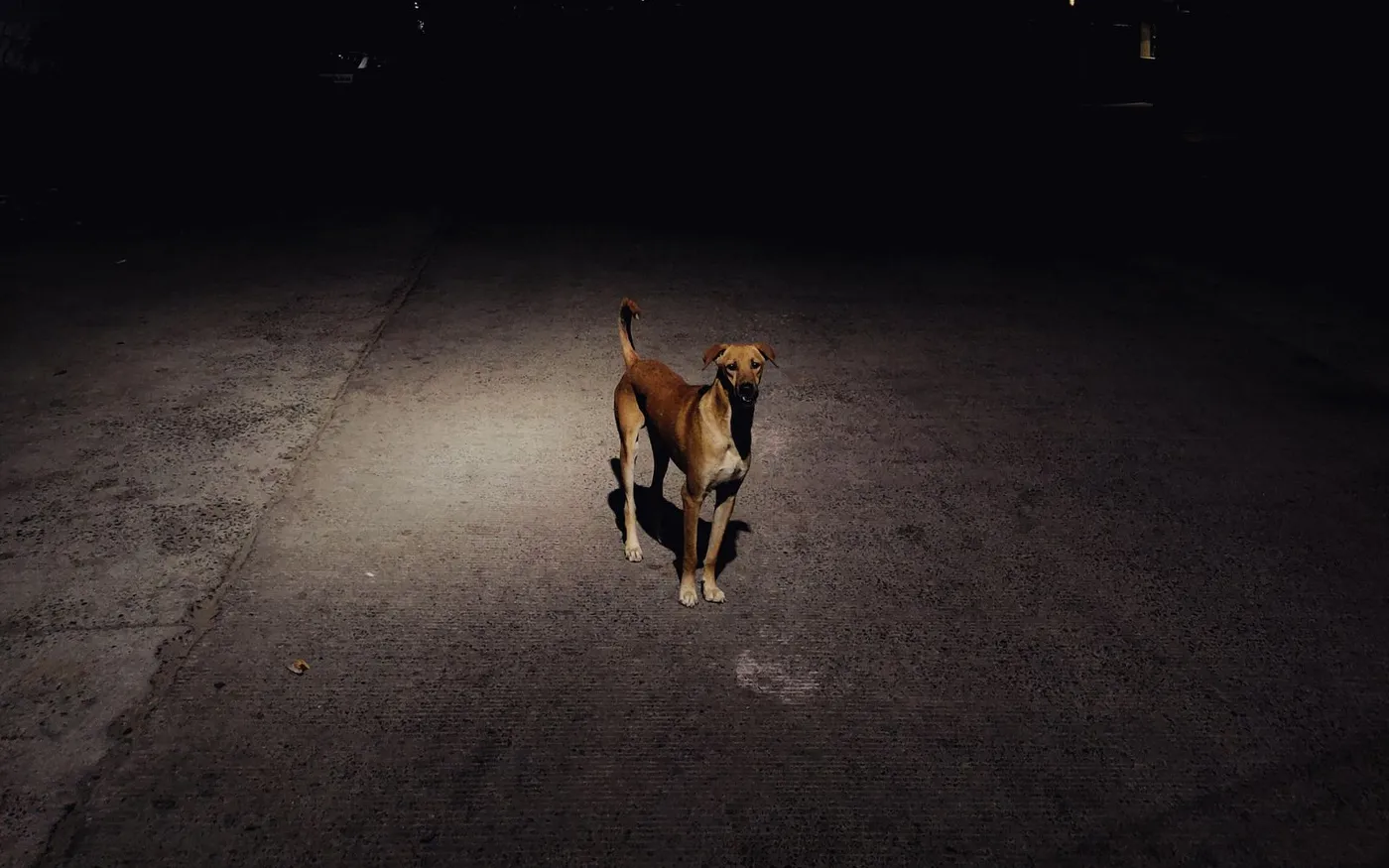 Cachorro sozinho em uma rua à noite