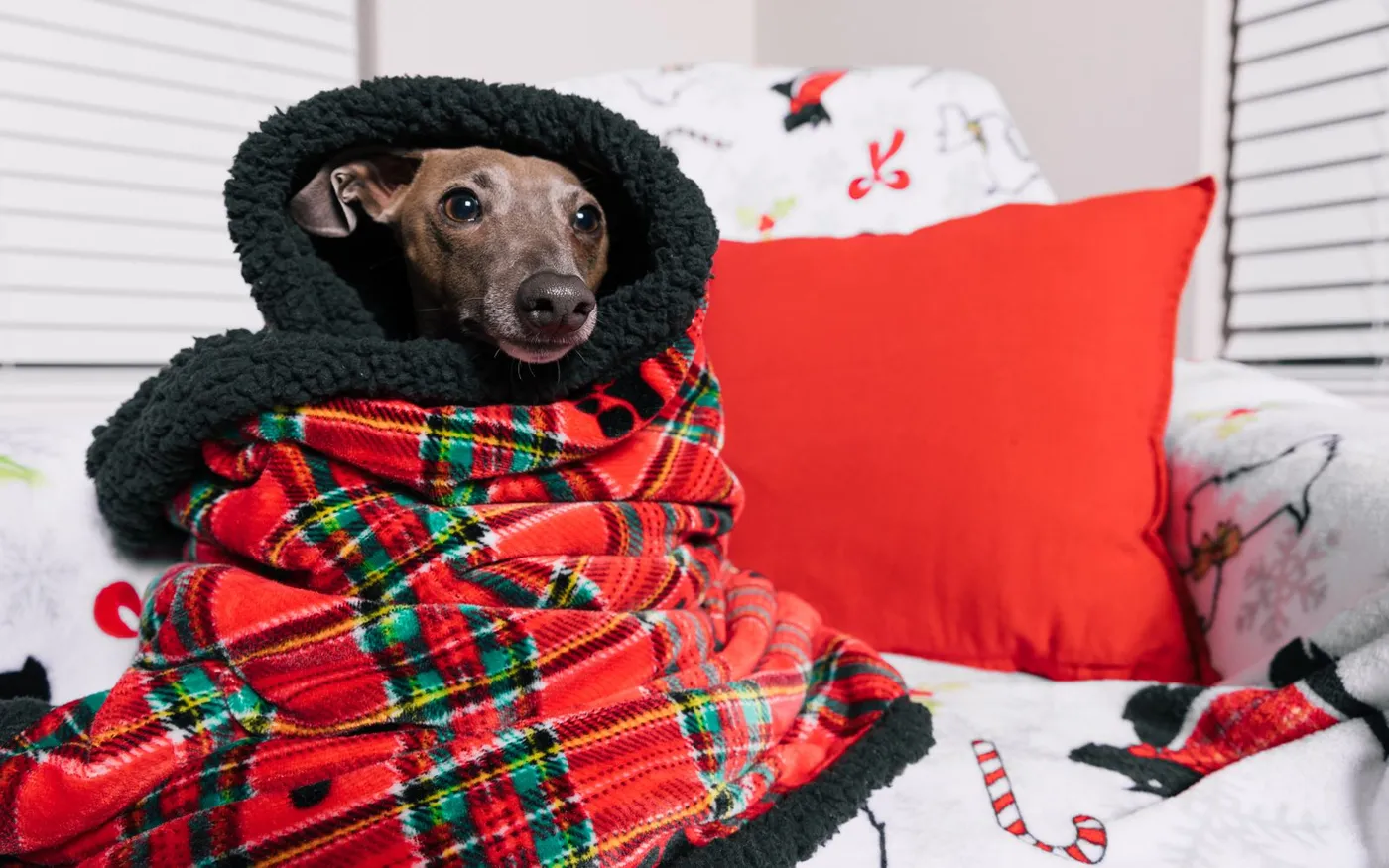 Cachorro pequeno enrolado em uma manta xadrez vermelha