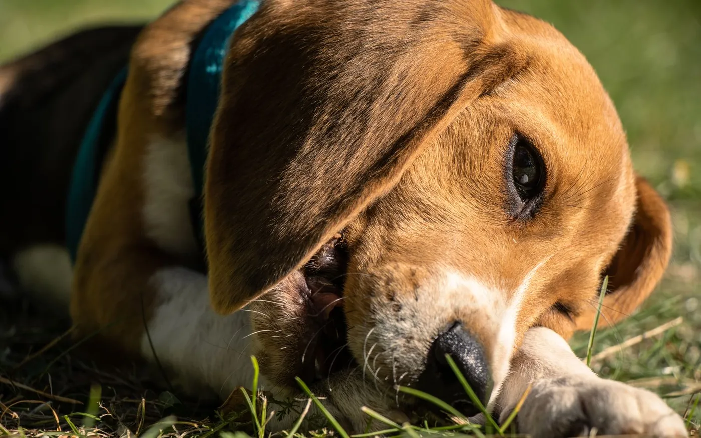 Filhote de beagle deitado na grama em um dia ensolarado