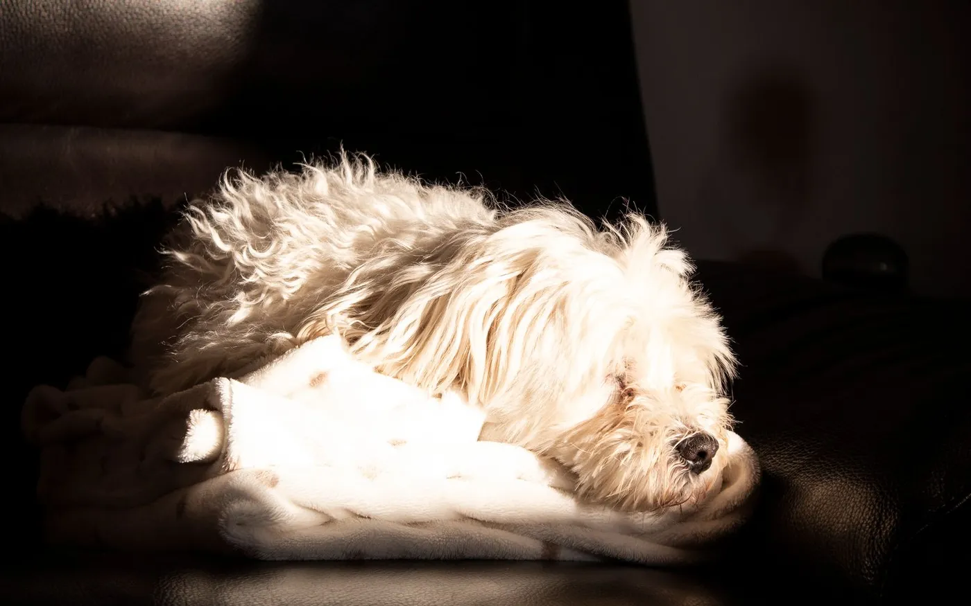 Cachorro branco e felpudo dormindo em uma manta