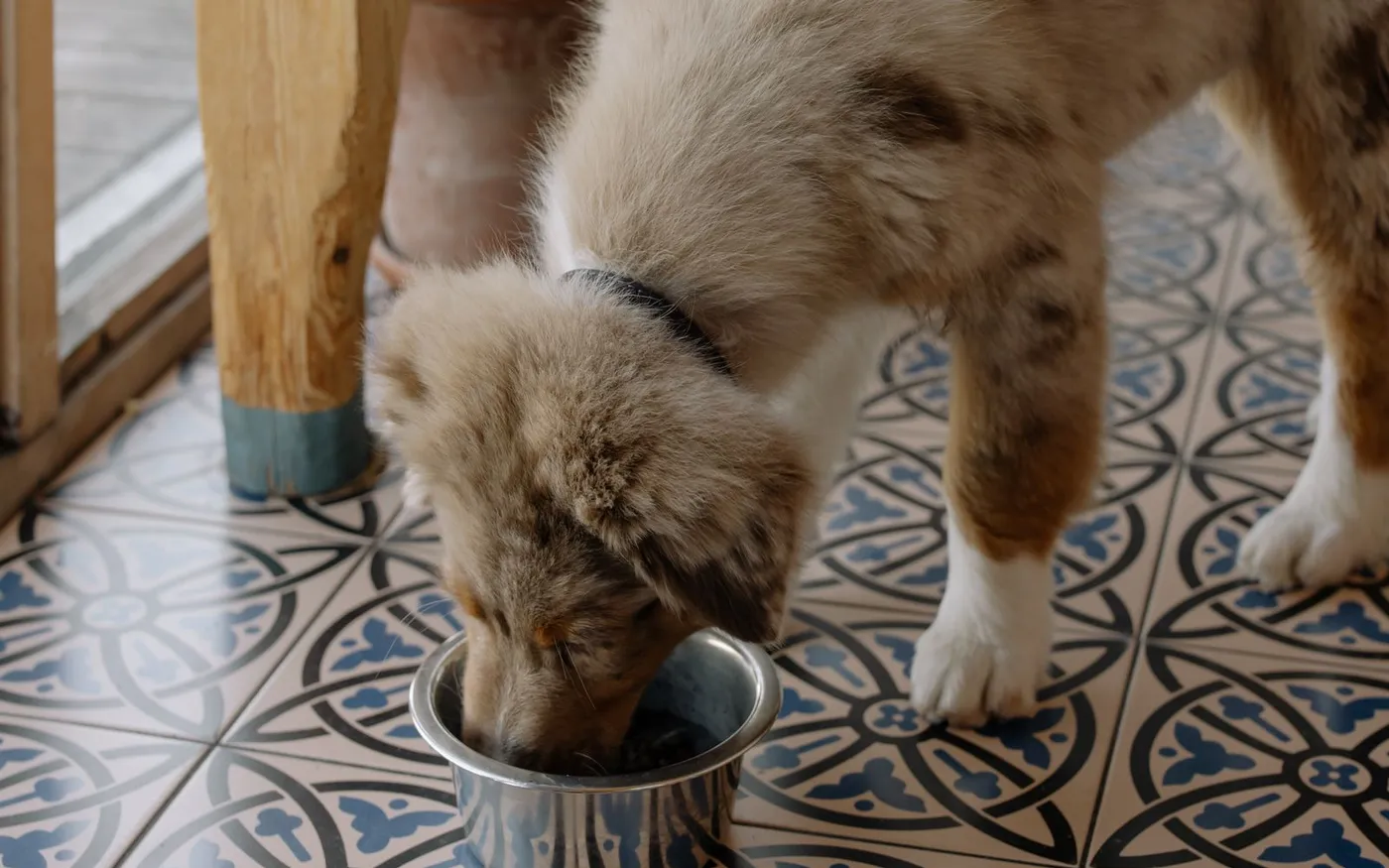 Cachorro marrom comendo no seu pote