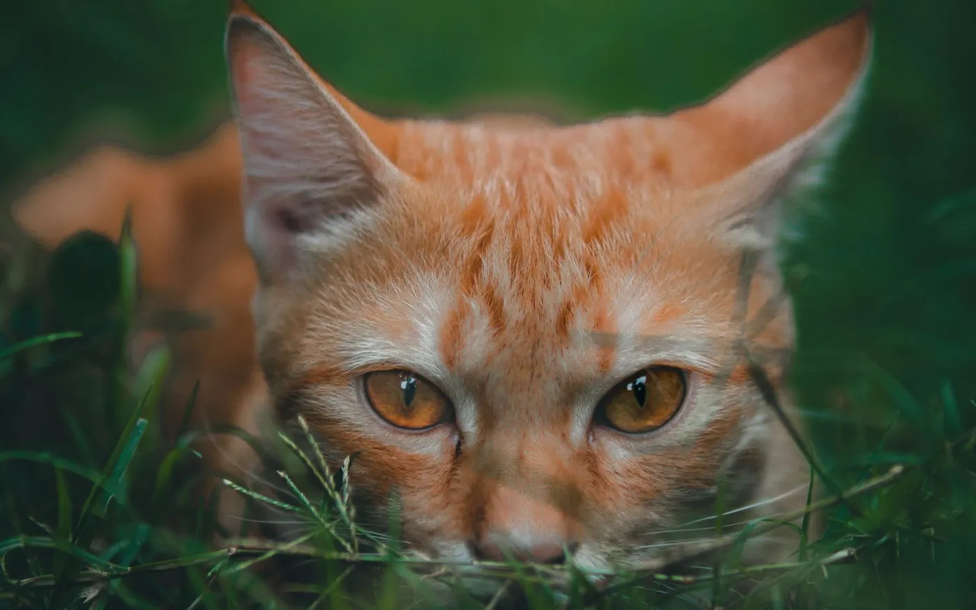 Gato laranja escondido no meio do mato, olhando para a câmera