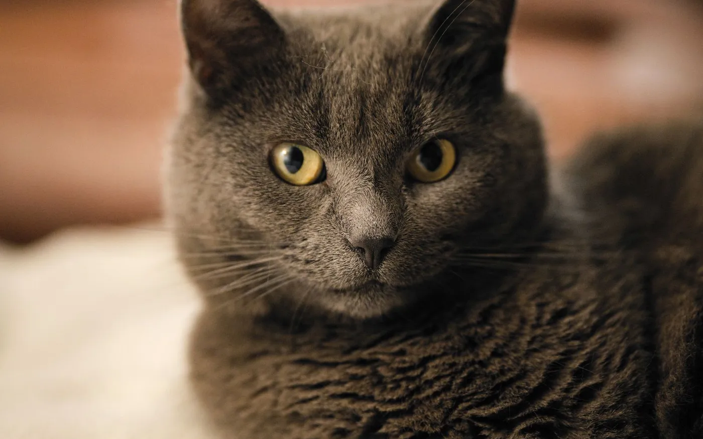 Gato cinza deitado no sofá, com olhos amarelos