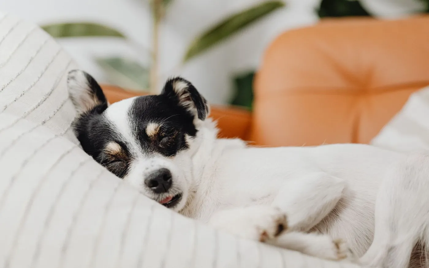 Cachorro pequeno, branco e preto, dormindo em uma almofada