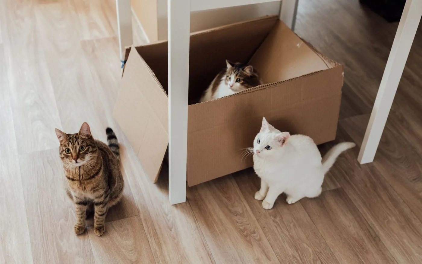 Gato tigrado deitado ao lado de uma caixa de papelão