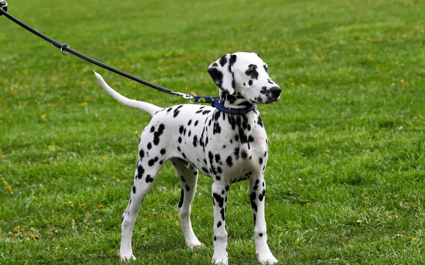 Cachorro dálmata na guia, em pé na grama de um parque