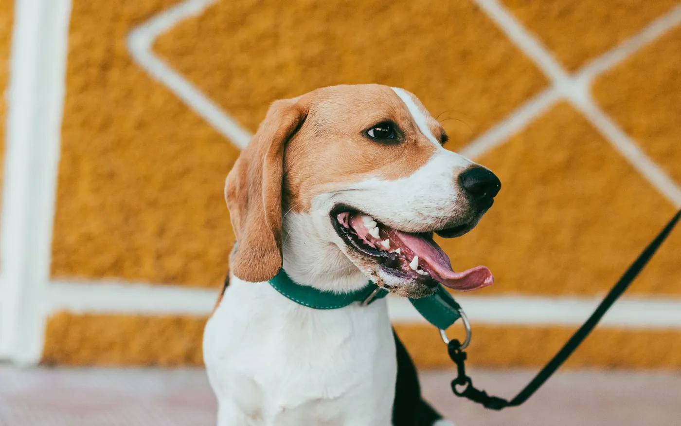 Cachorro beagle de coleira verde olhando para a câmera