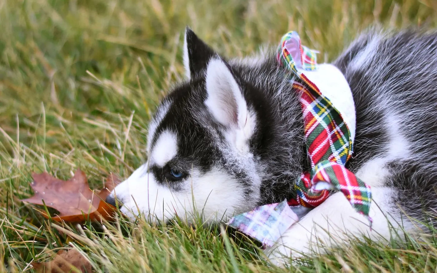 Filhote de husky deitado na grama