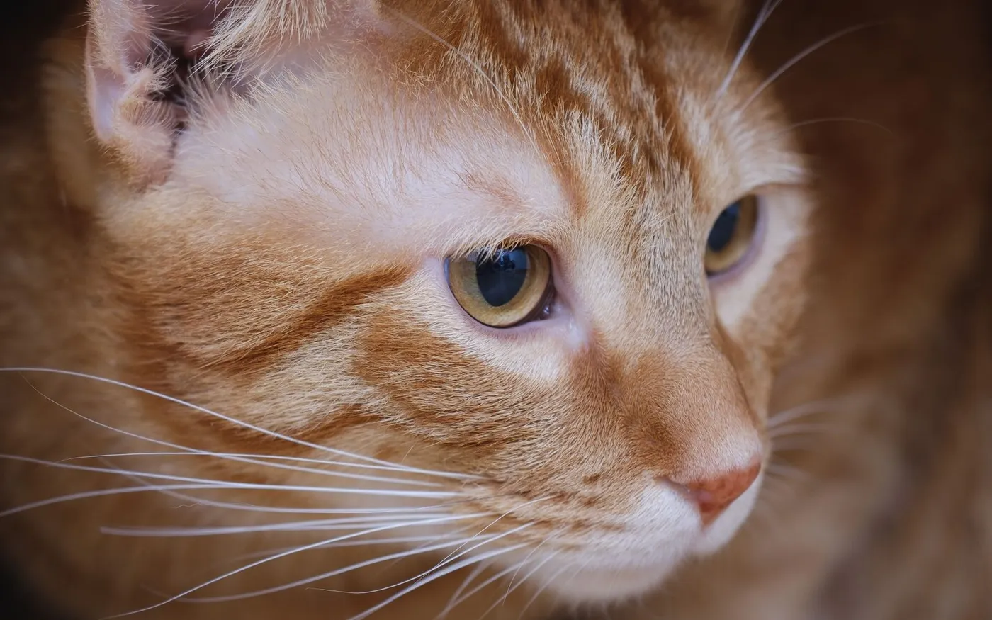 Gato laranja dentro de uma caixa de papelão, espiando para fora