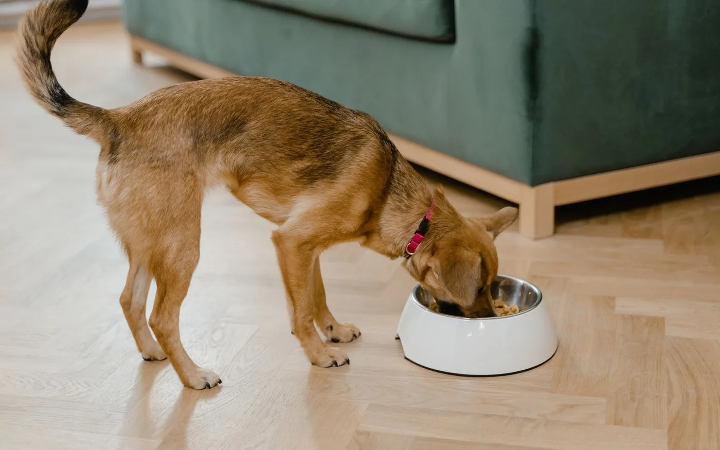Cachorro comendo ração em um pote no chão