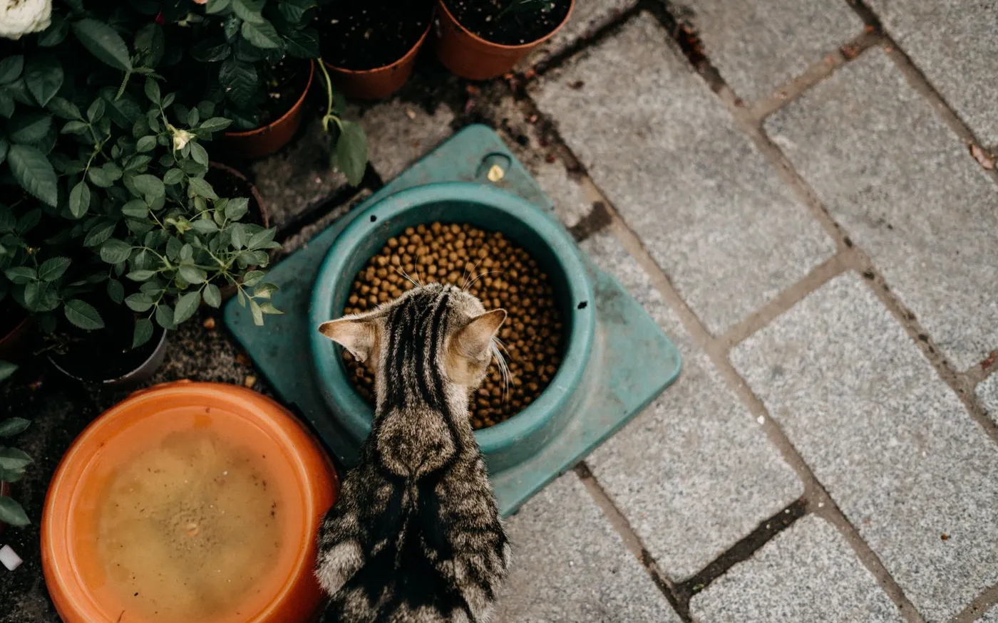 Gato tigrado comendo ração seca ao lado de vasos de plantas