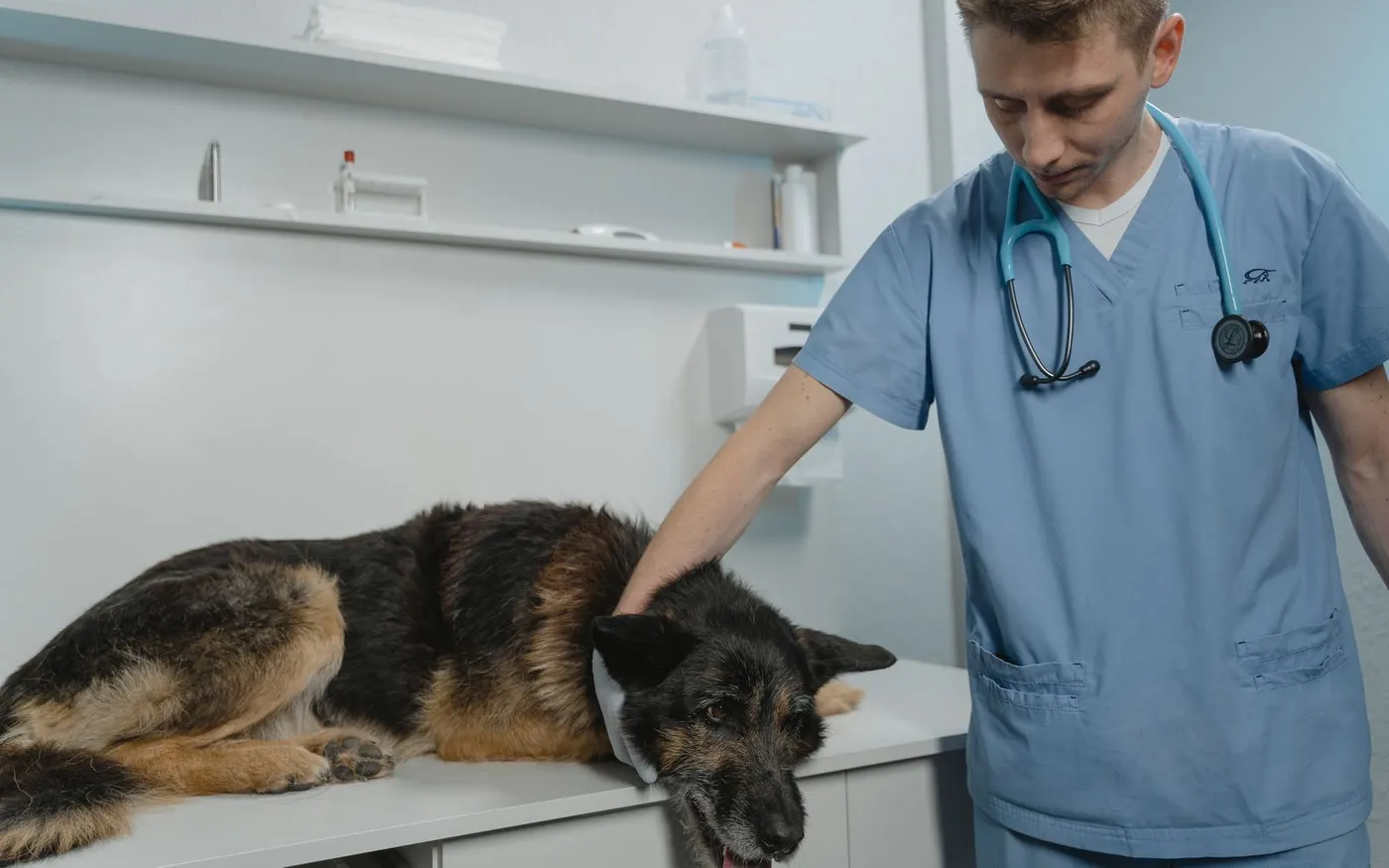 Veterinário de jaleco azul segurando um pastor-alemão na mesa da clínica
