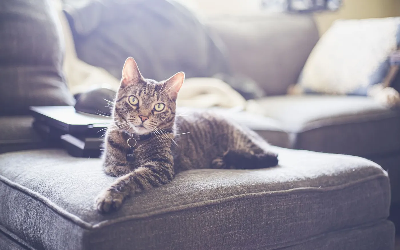 Gato tigrado deitado em um sofá cinza