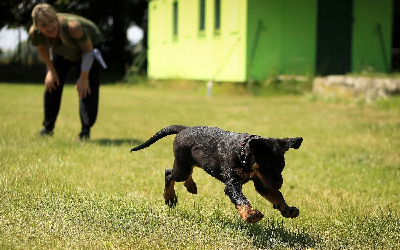 Filhote de rottweiler correndo na grama