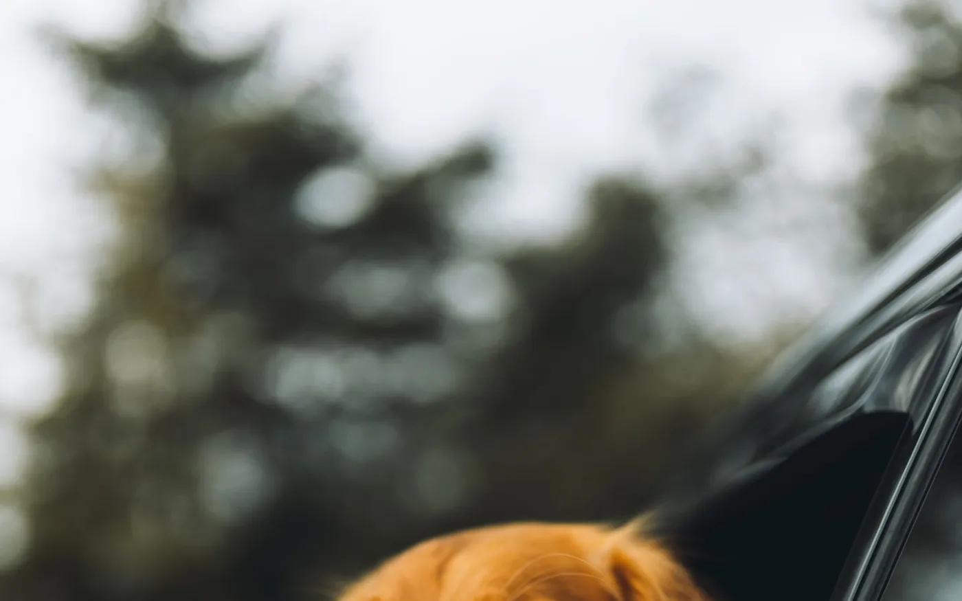 Golden retriever com a cabeça para fora da janela do carro